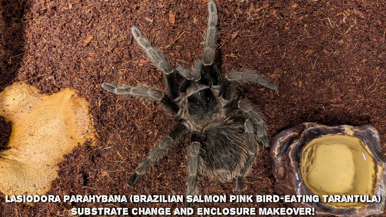 Enclosure makeover for my Lasiodora parahybana (Brazilian salmon pink bird-eating tarantula)