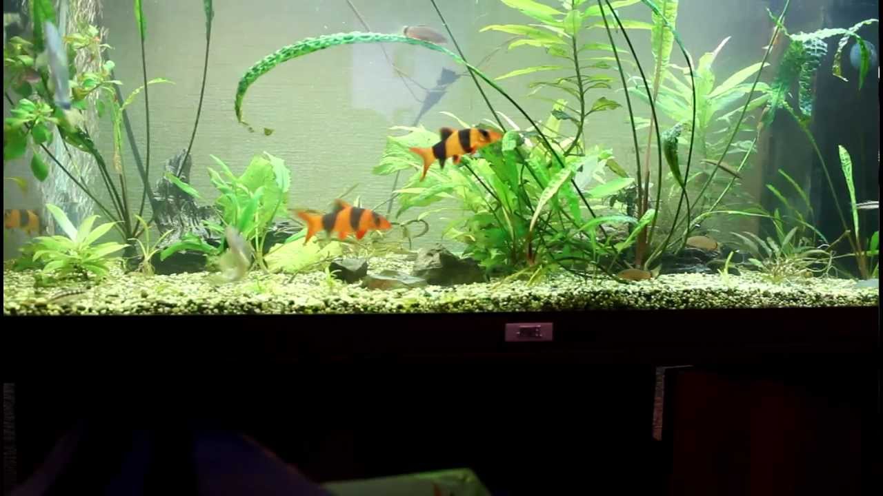 Yasuhikotakia splendida