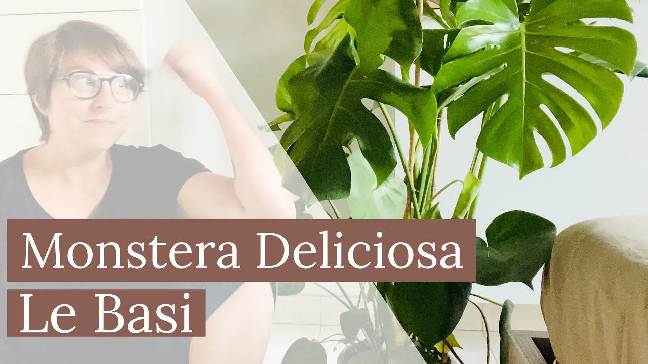 Monstera Deliciosa: le basi | Philodendro Monstera | cura delle piante |