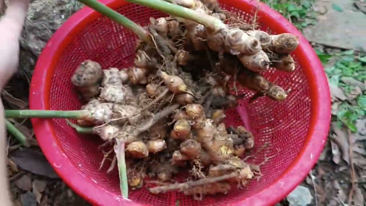 chọn củ gừng trồng lại