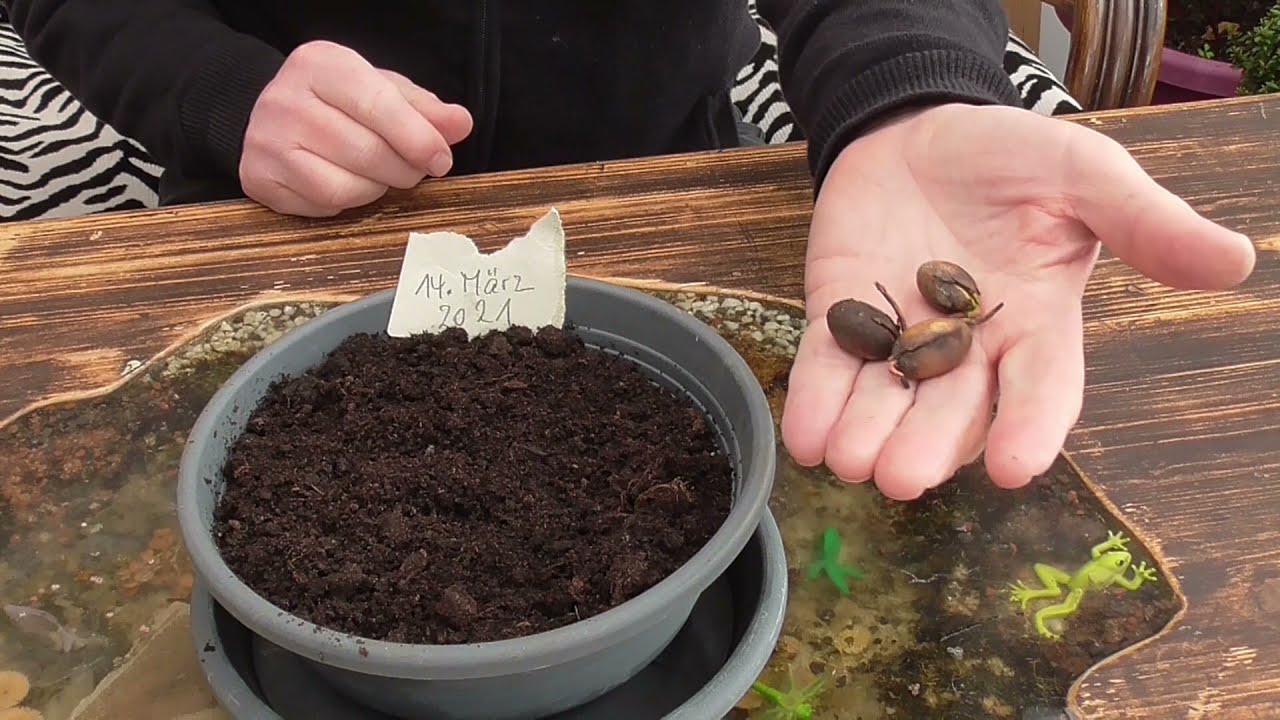 Eiche aus Samen ziehen