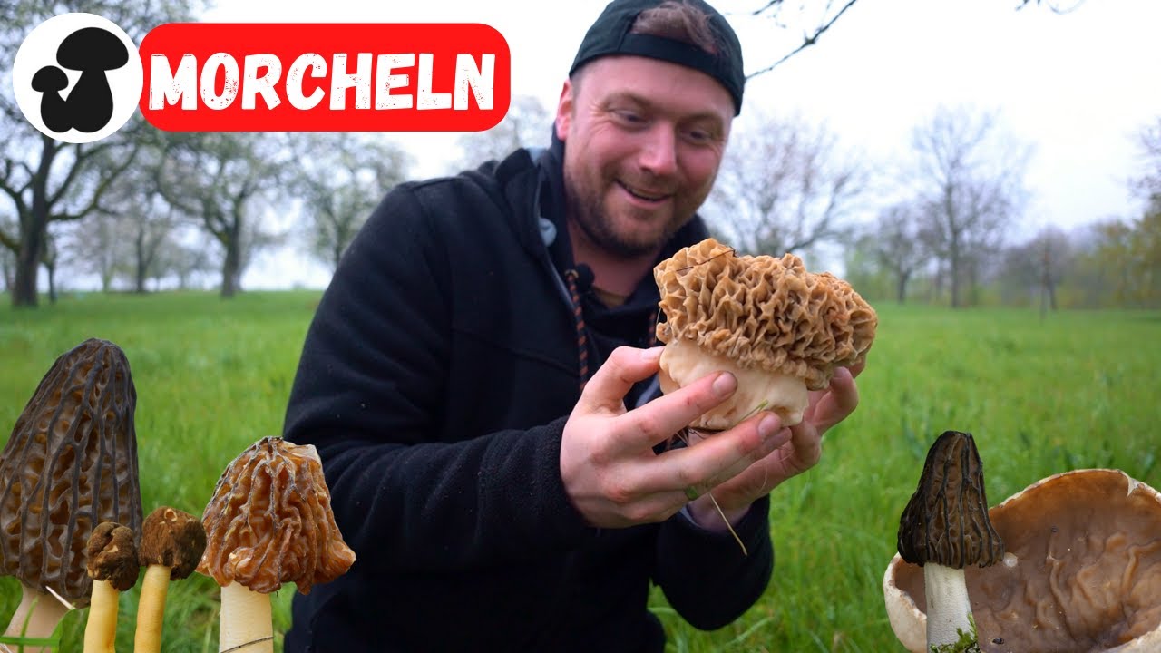 Morcheln & Verpeln | Fundorte der beliebten Speisepilze: Von Aue bis Zauberwiese