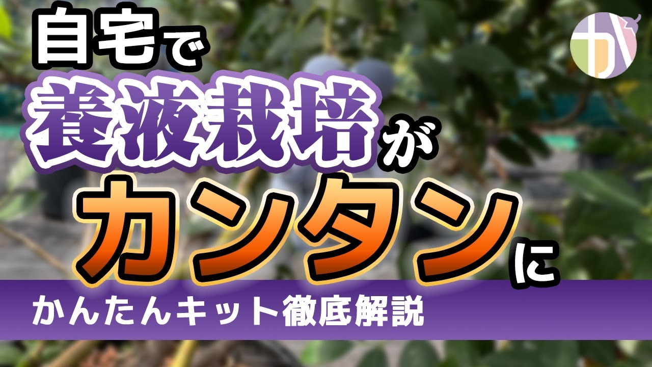 【自宅でプロ級！】ブルーベリー養液栽培が簡単にできる「かんたんキット」の使い方を解説！