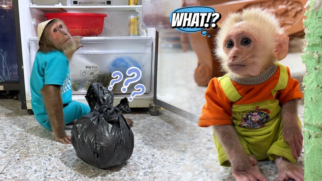 Super Funny! CUTIS's Strange Object Send Buem Running to Get Dad!