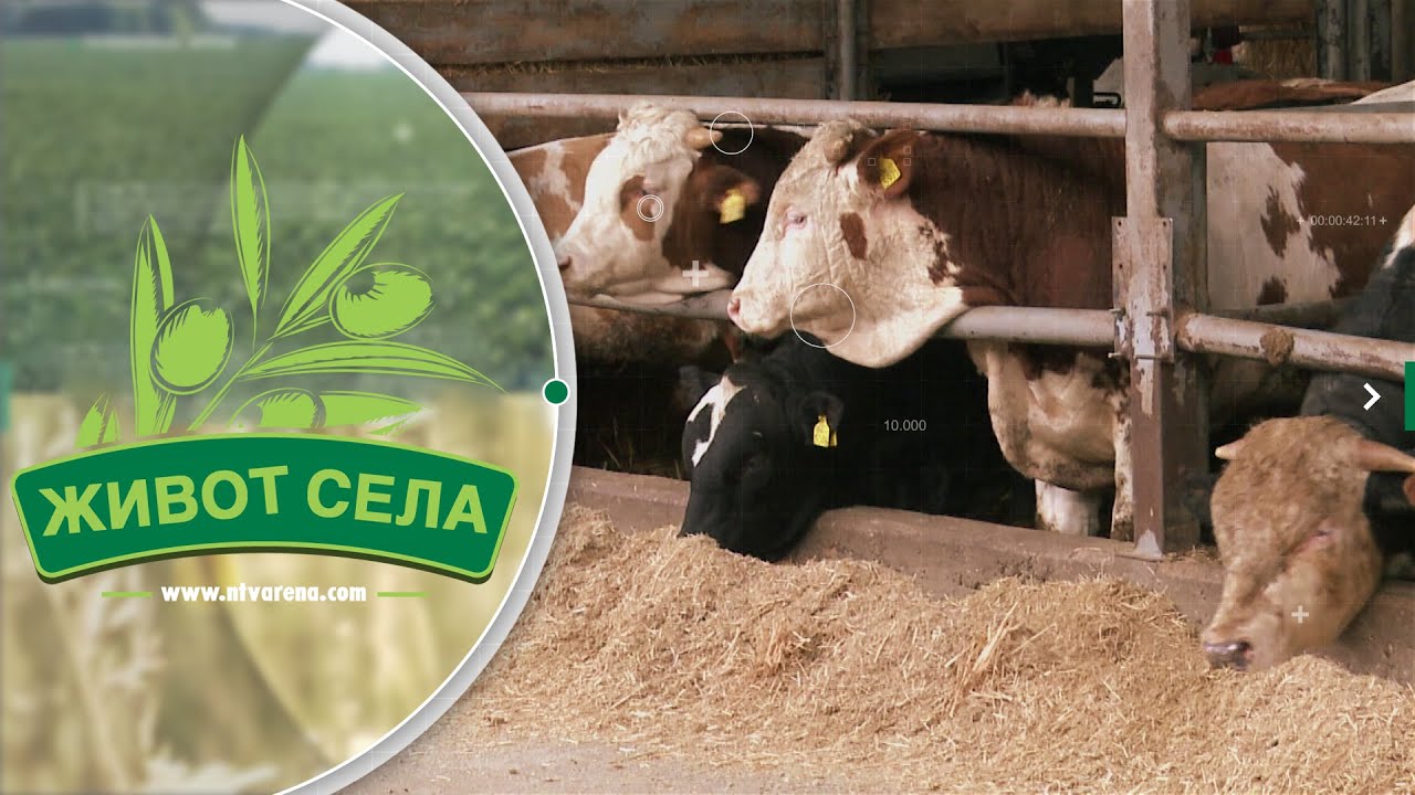 Rekordi cijena na tržištu stoke; Tovna junad od 7,30 do 7,60 KM po kilogramu žive vage