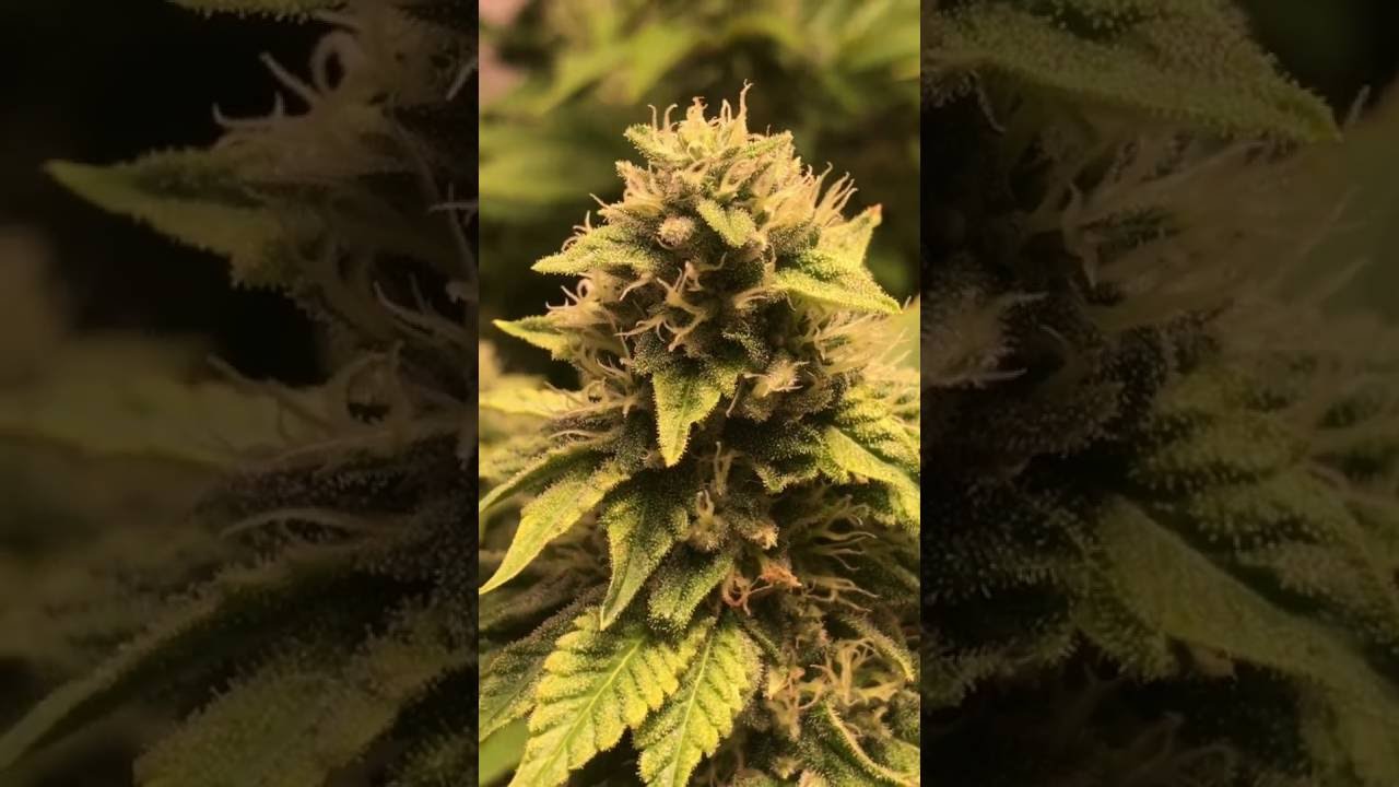 LEC 630w Sealed Grow Room