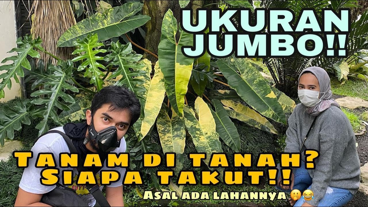 TANAMAN HIAS AROID SIZE XXL - EP 46