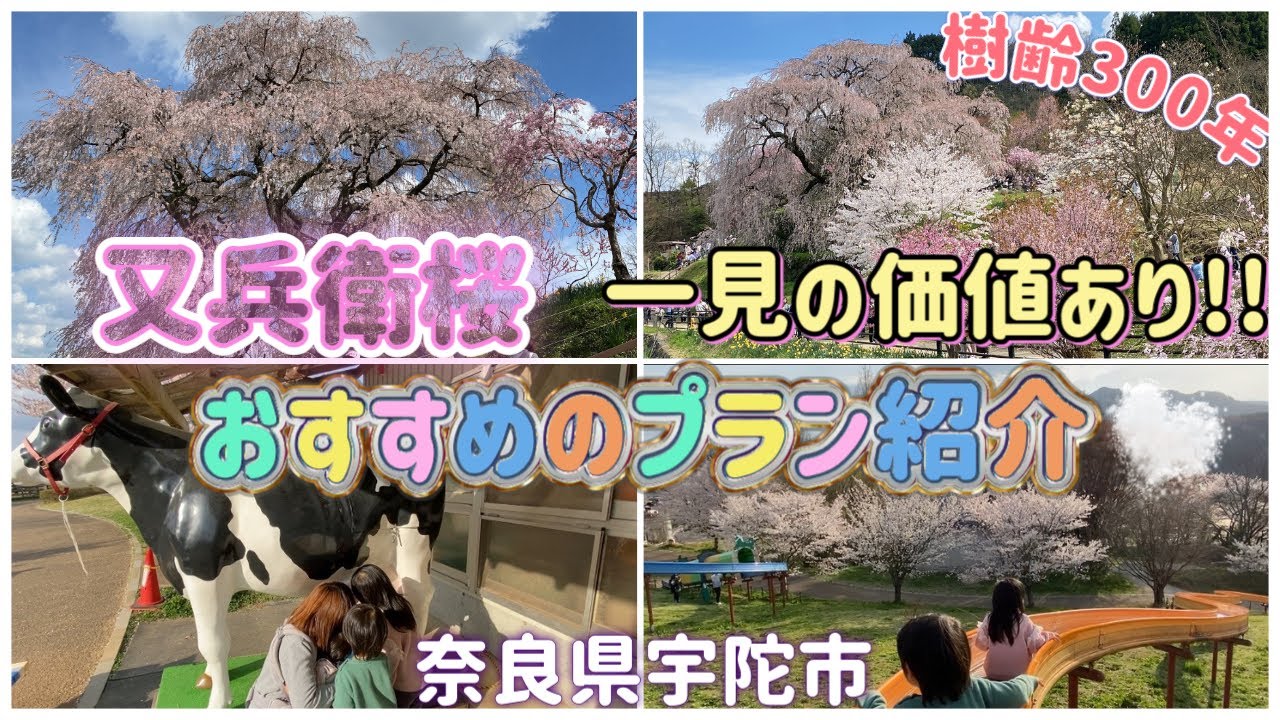 【春と言えば桜】子供連れでも楽しいお花見おすすめプランを紹介♪♪【一見の価値有り】
