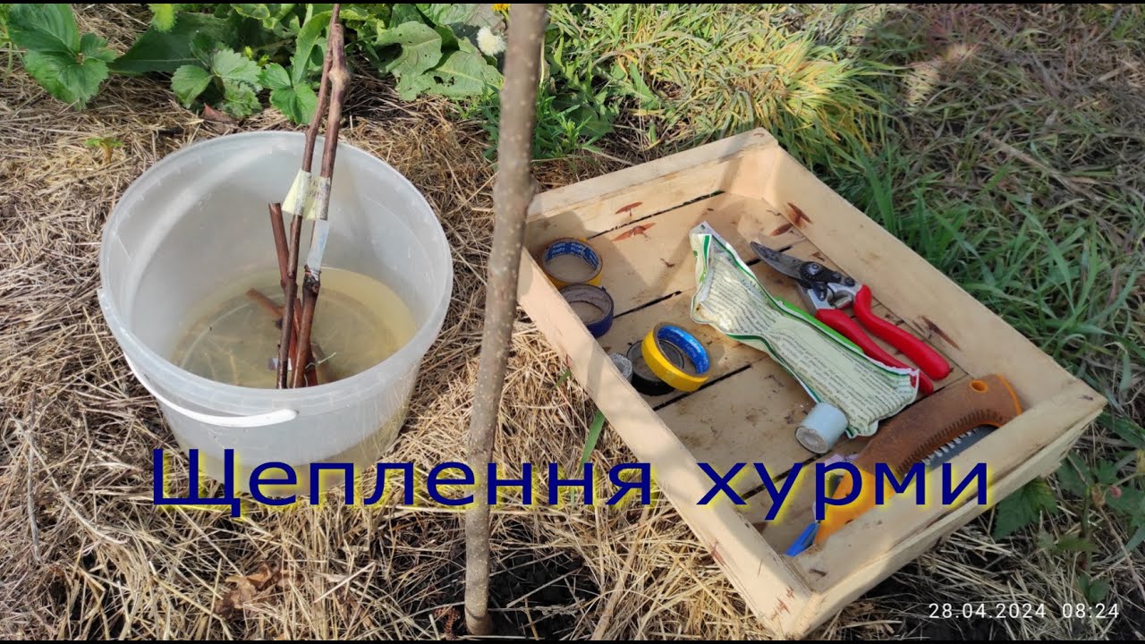 Щеплення хурми