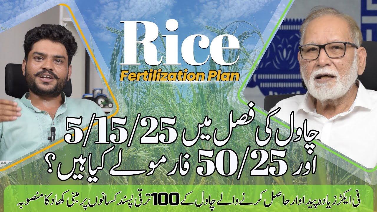 Rice Fertilization Plan for Pakistan's Climate