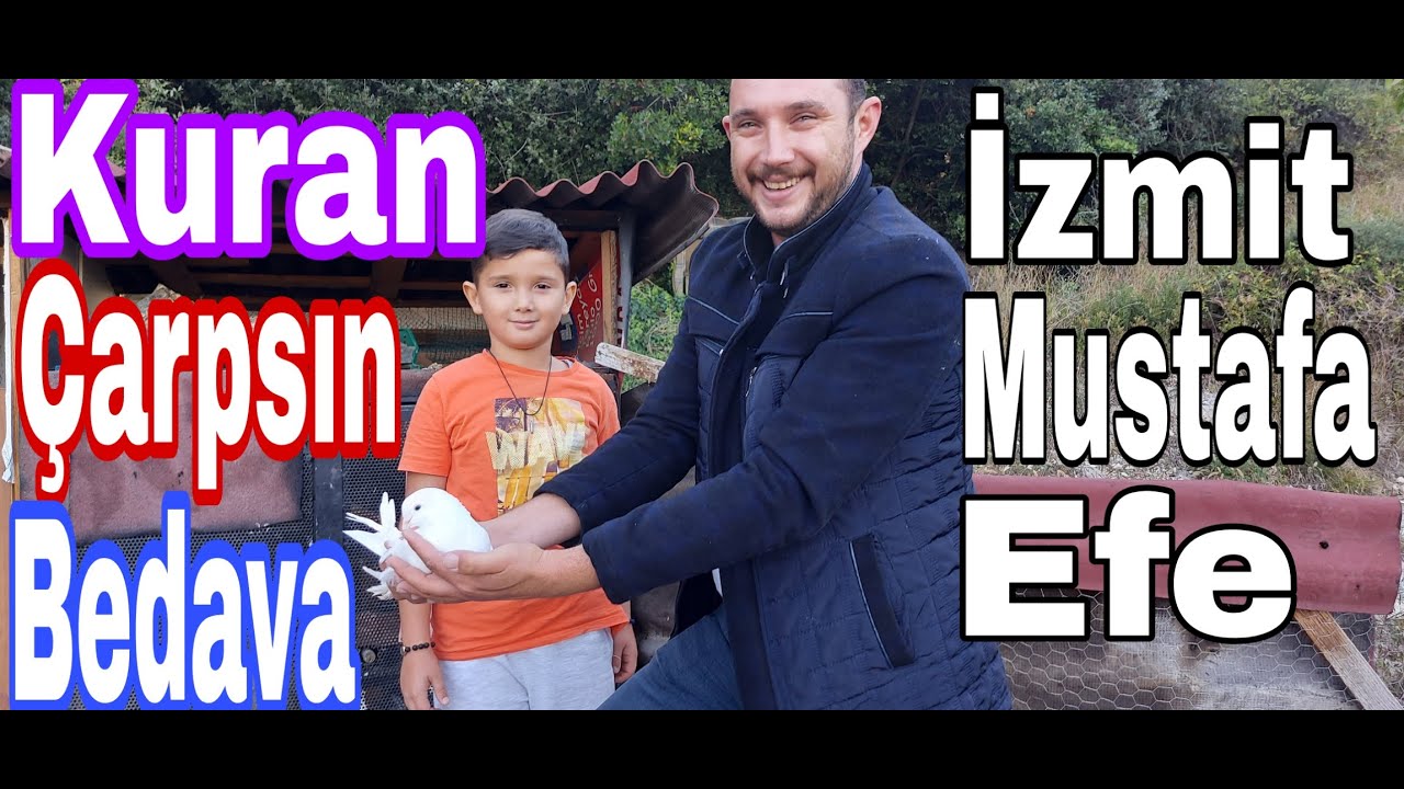 Kuran Çarpsın Bedava. İzmit Mustafa Efe 541.200.6017 Kocaeli Profesyonel Oyun Kuşu Kümesleri