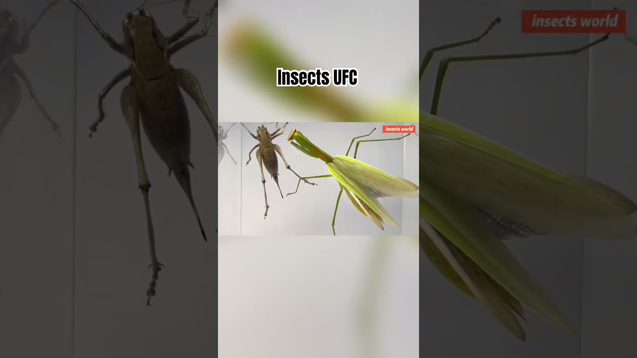 Insects UFC，mantis quickly hunting 