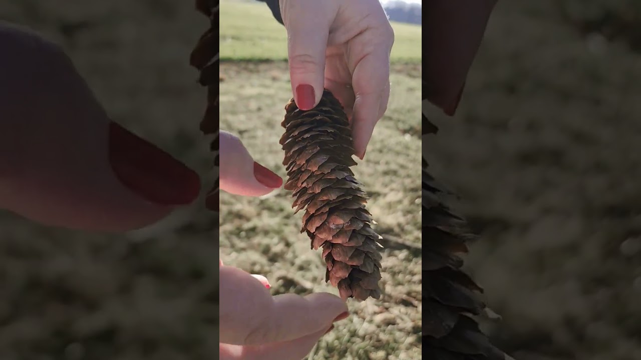 Sounds of a pinecone.. #nature #pinecones #outdoors #asmr