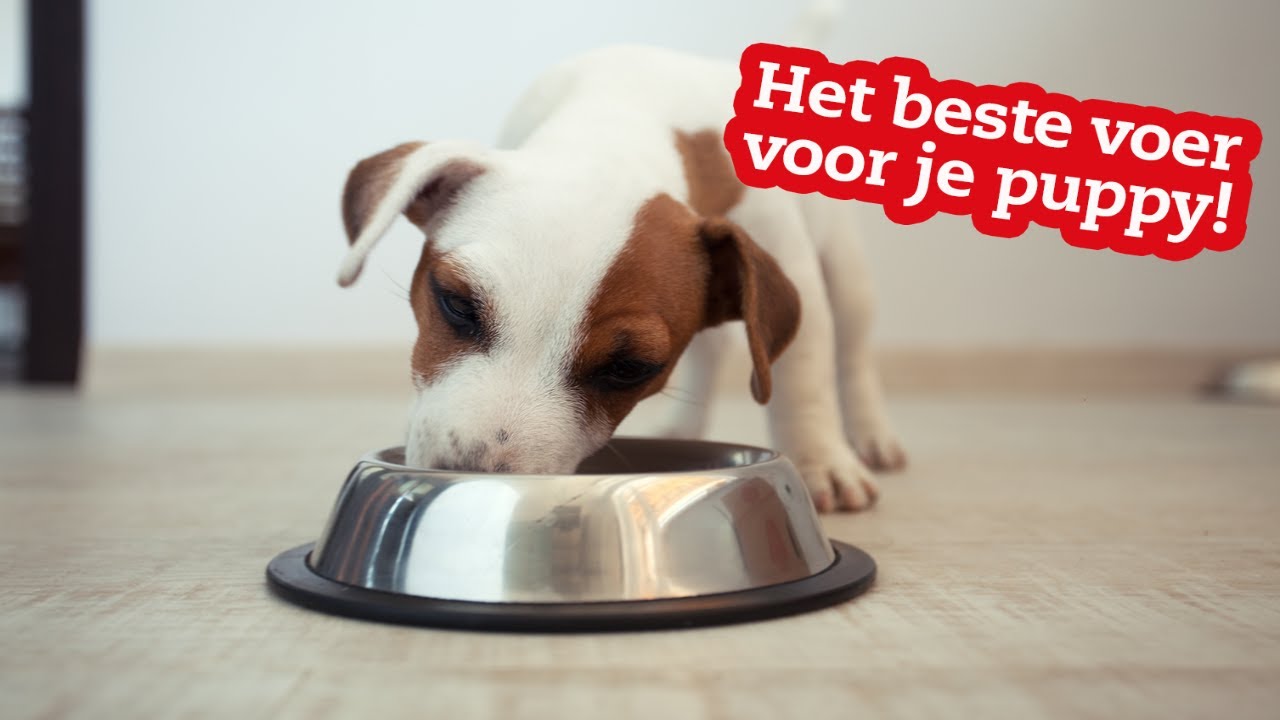 Wat is het beste voer voor mijn pup?