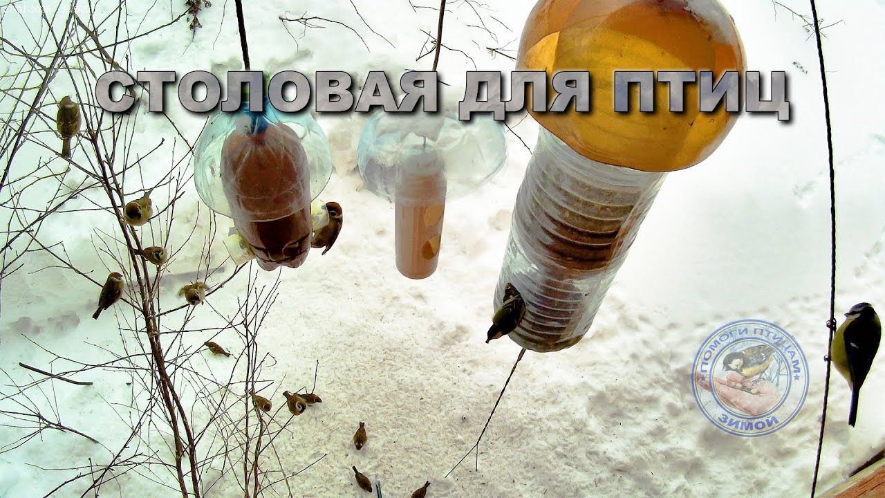 Кормушка для птиц  27 января 2026 года (08)
