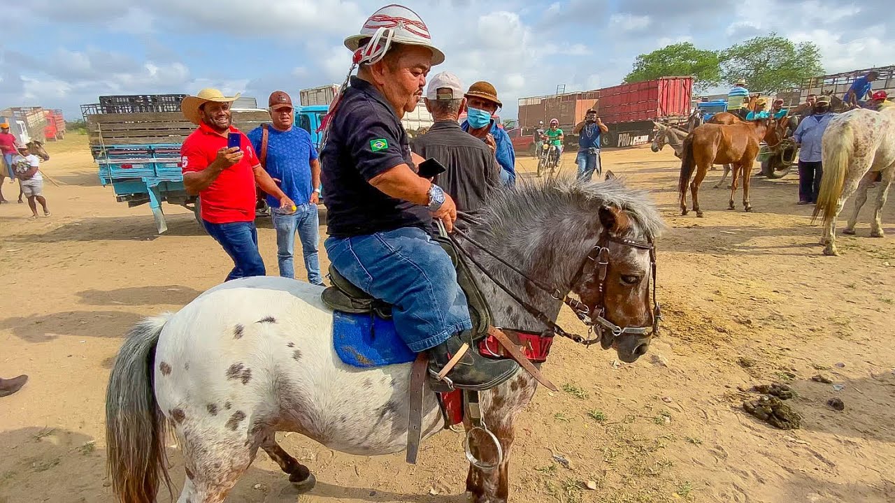 PILILIU COMPRA PÔNEI PRA CORRER NA VAQUEJADA | FEIRA DE CAVALOS