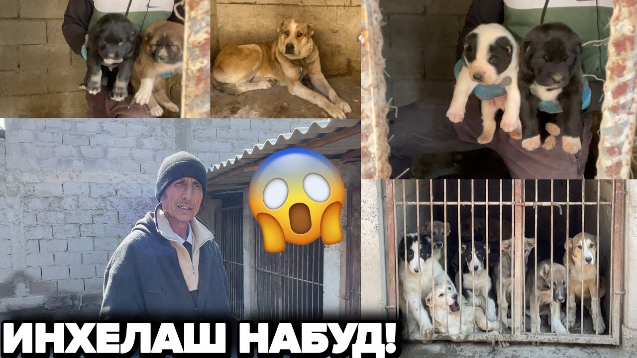 Сагхои Фуруши Сагхаро Бошад Мархамат Тамошо Кунед!