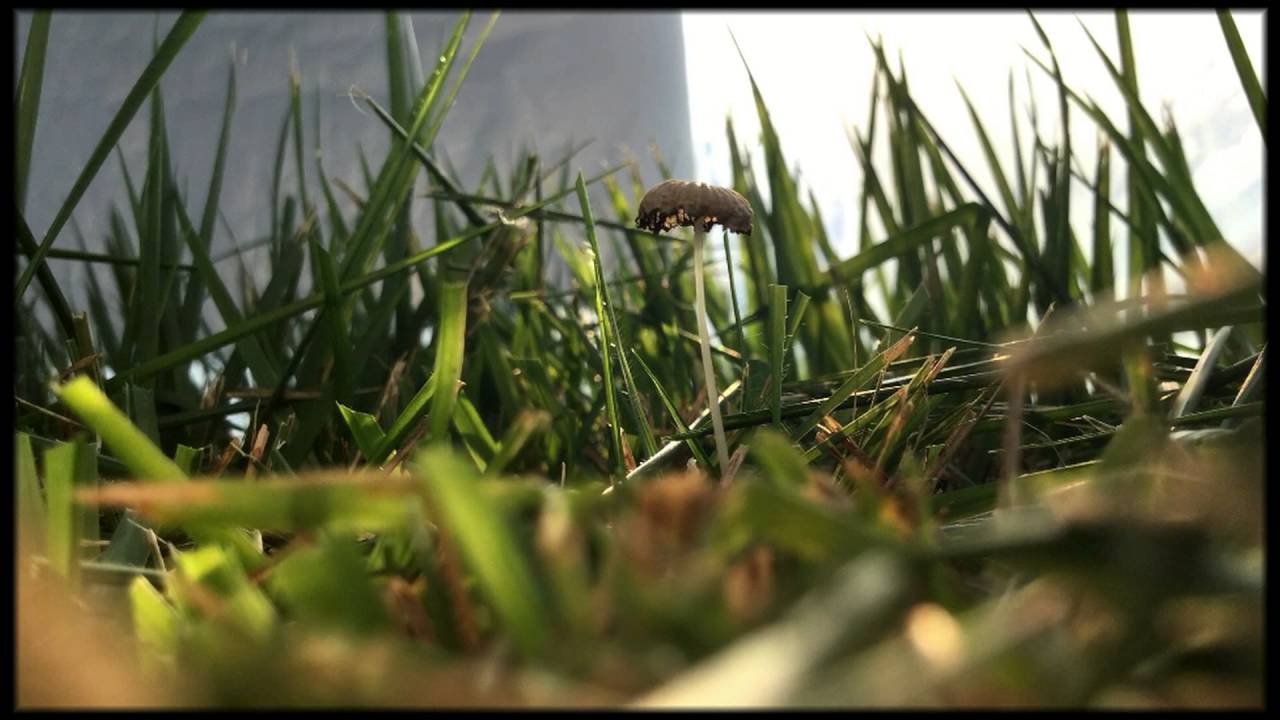 Pleated Inkcap Fades Away - iPad Air 2 Timelapse Test