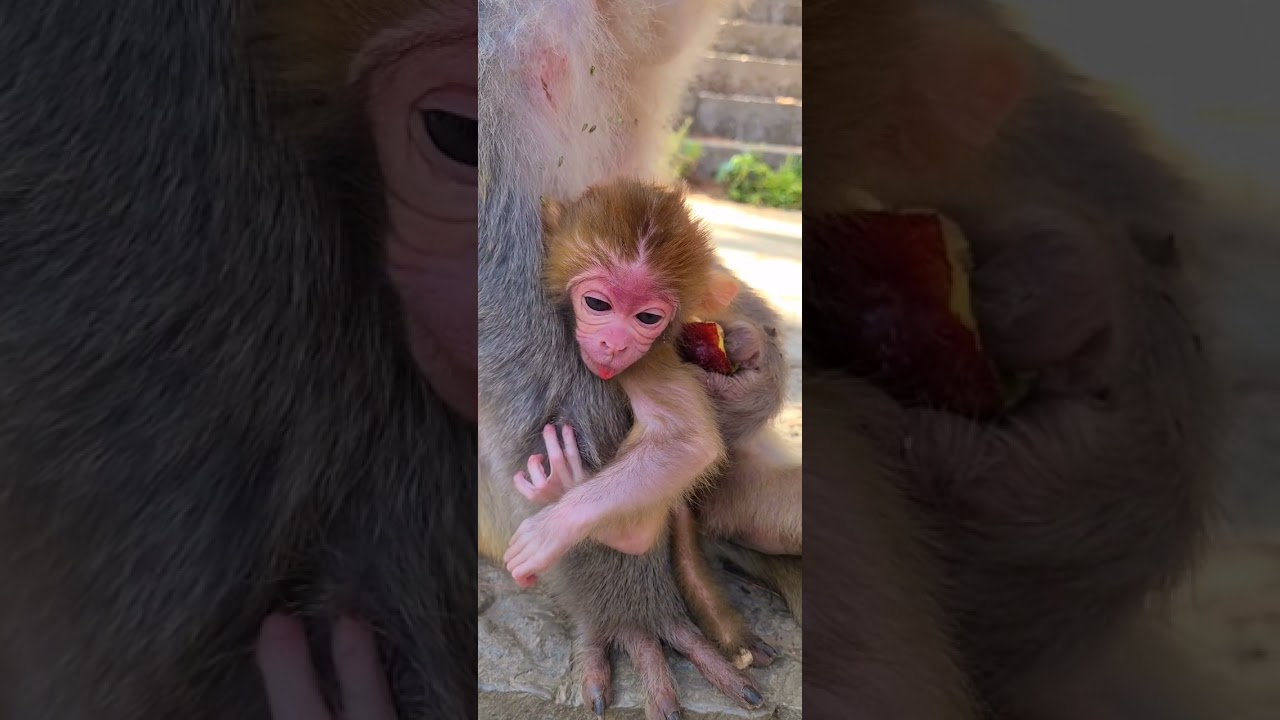 Monkey Baby love#short #shorts@