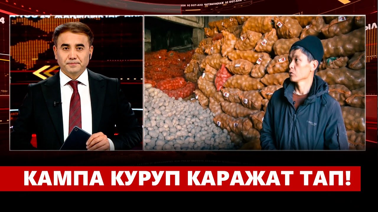 1000 тонна картошка жыйнаган дыйкан