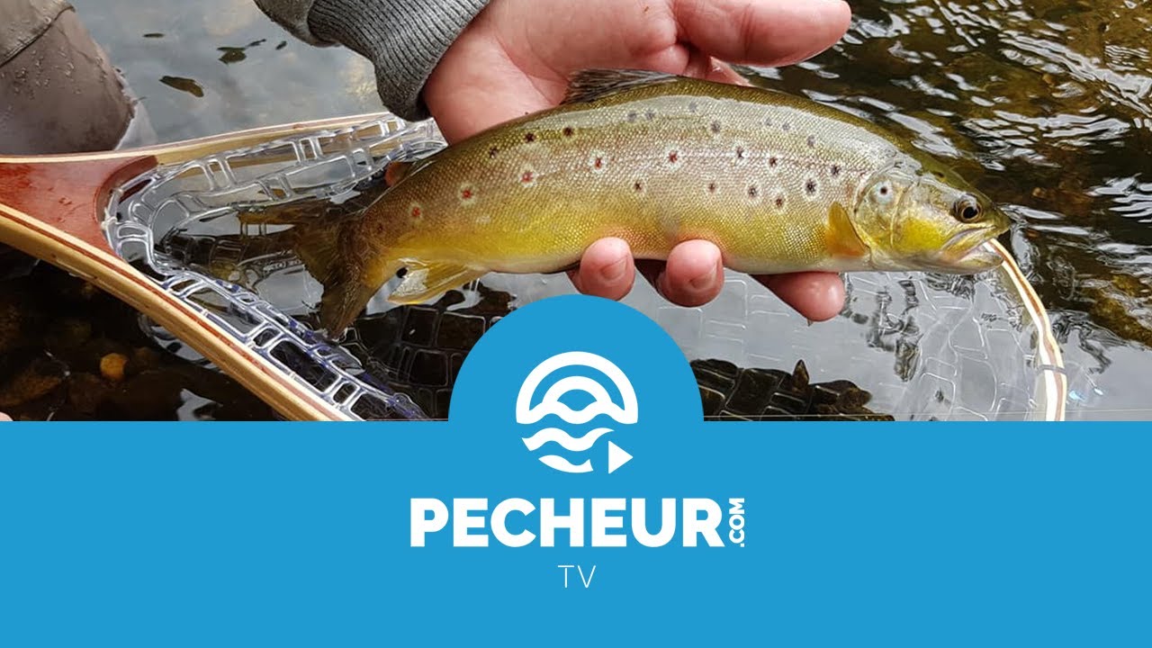 Comment manipuler un poisson ?