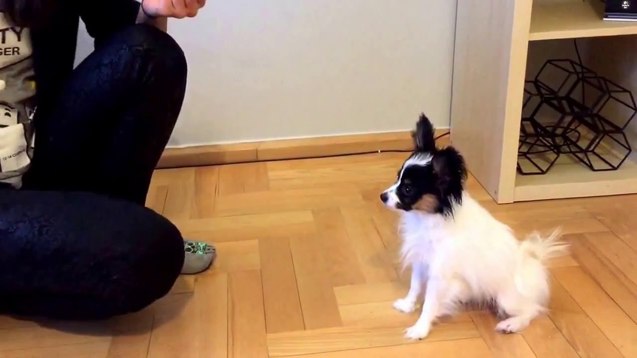 4 months old papillon. Tricks.