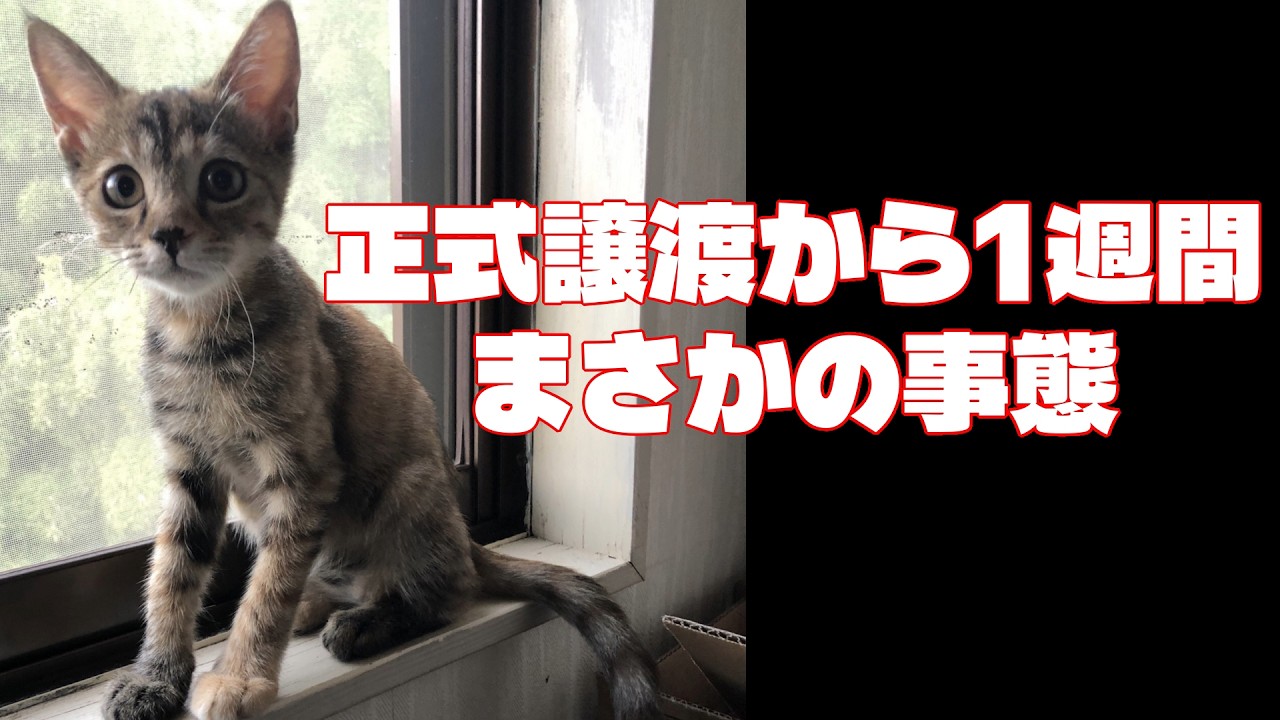 正式譲渡から1週間…保護猫めいちゃんを襲った突然の異変。病院へ緊急通院しました。