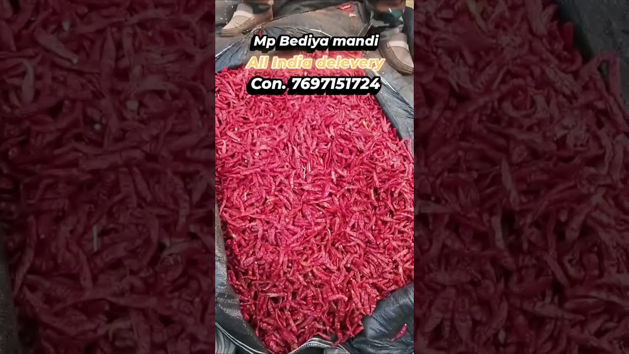 Mp bedia mirchi mandi l all India delevery l all variety available l daily update  7697151724 #viral