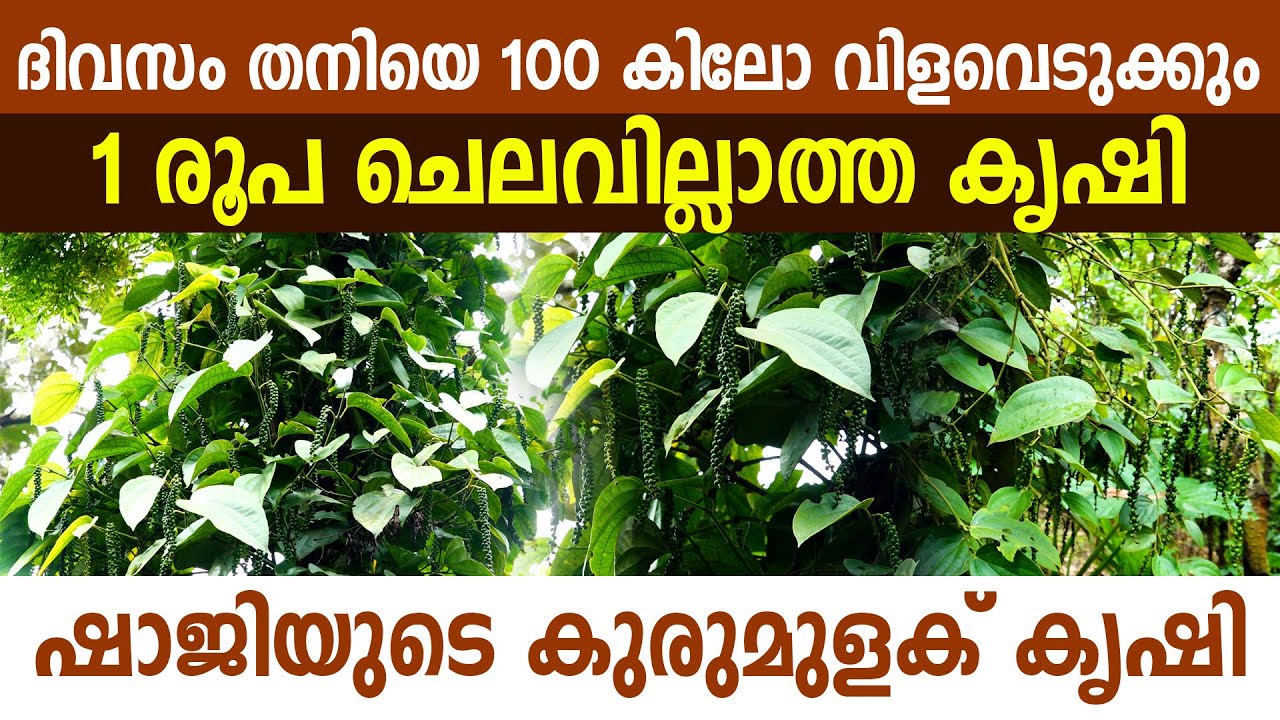 ആരെയും ആശ്രയിക്കാതുള്ള ഷാജിയുടെ കുരുമുളക് കൃഷി