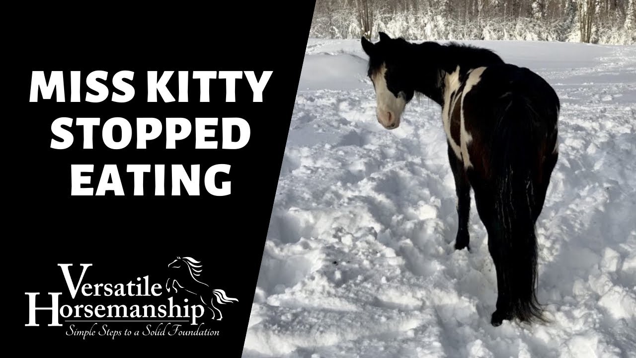 MISS KITTY STOPPED EATING! // Versatile Horsemanship