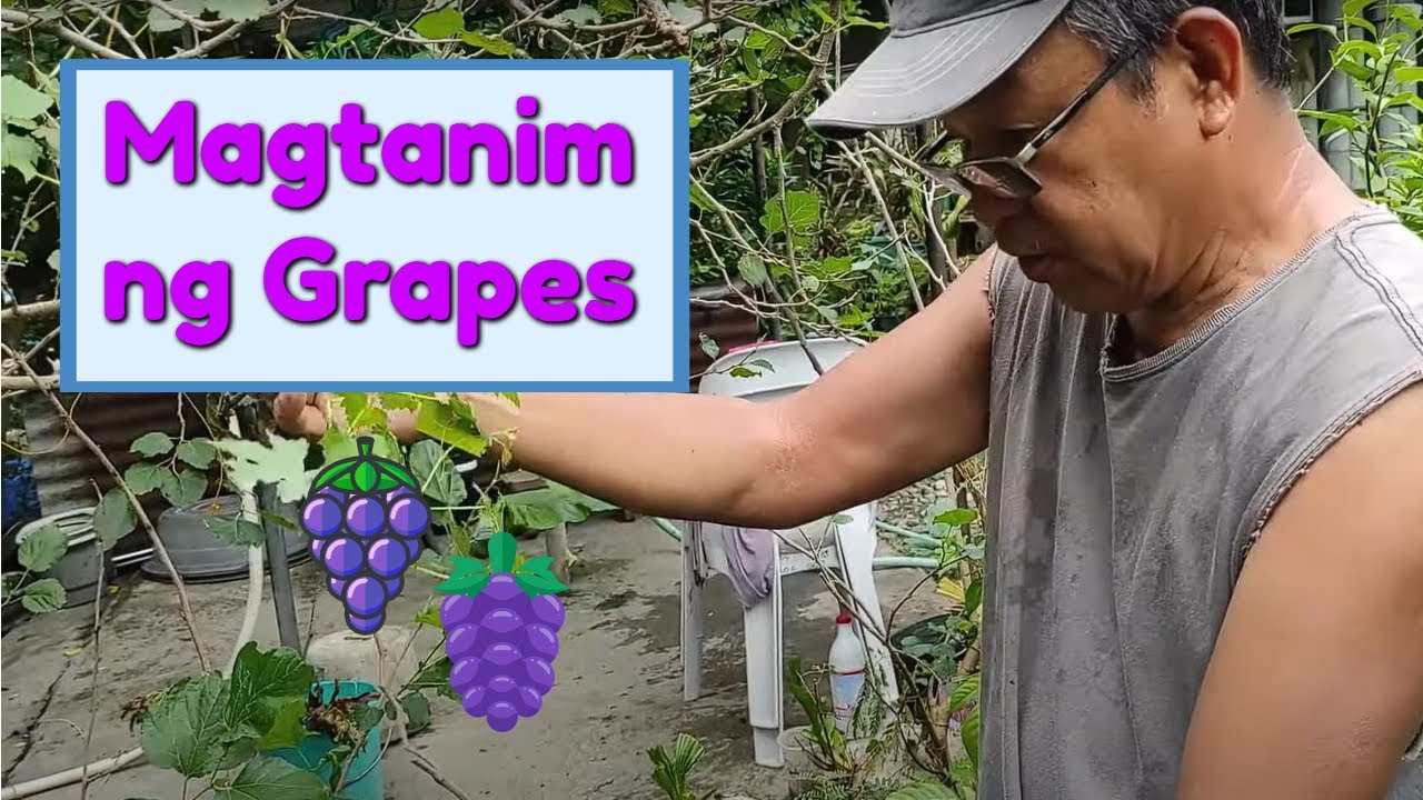 Magtanim ng Grapes kasama si Lolo Fred | Step by Step