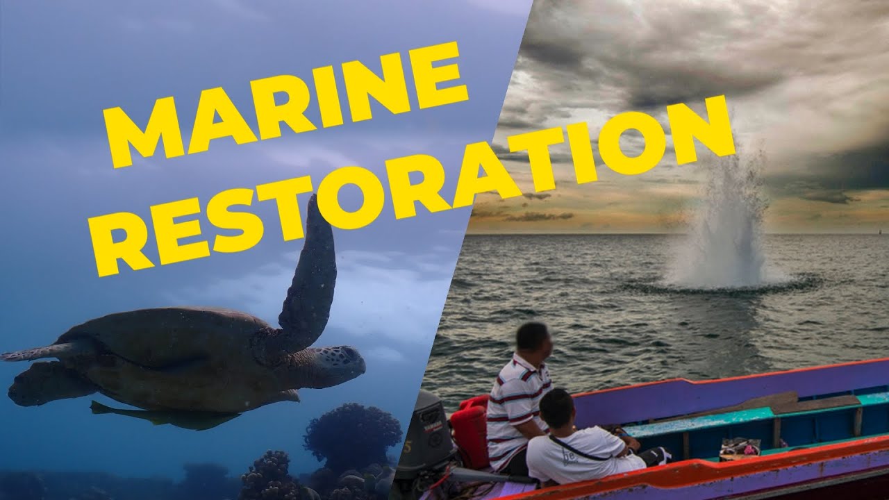 CONSERVAZIONE MARINA? Impariamola con TRACC - ocean, reef, bajau, finning, turtles & blast fishing