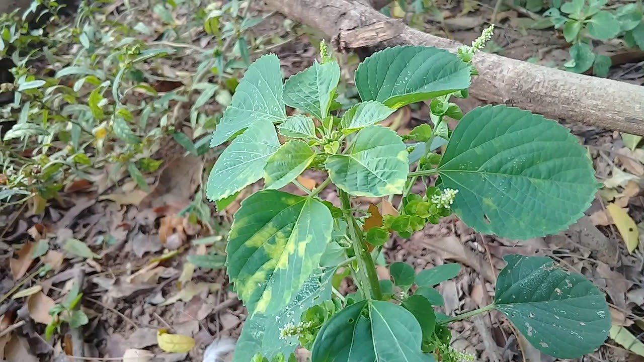 நாட்டுக்கோழிகளுக்கு குடற்புழு நீக்கம் செய்துவிட்டீர்களா? அறிய காணொளி