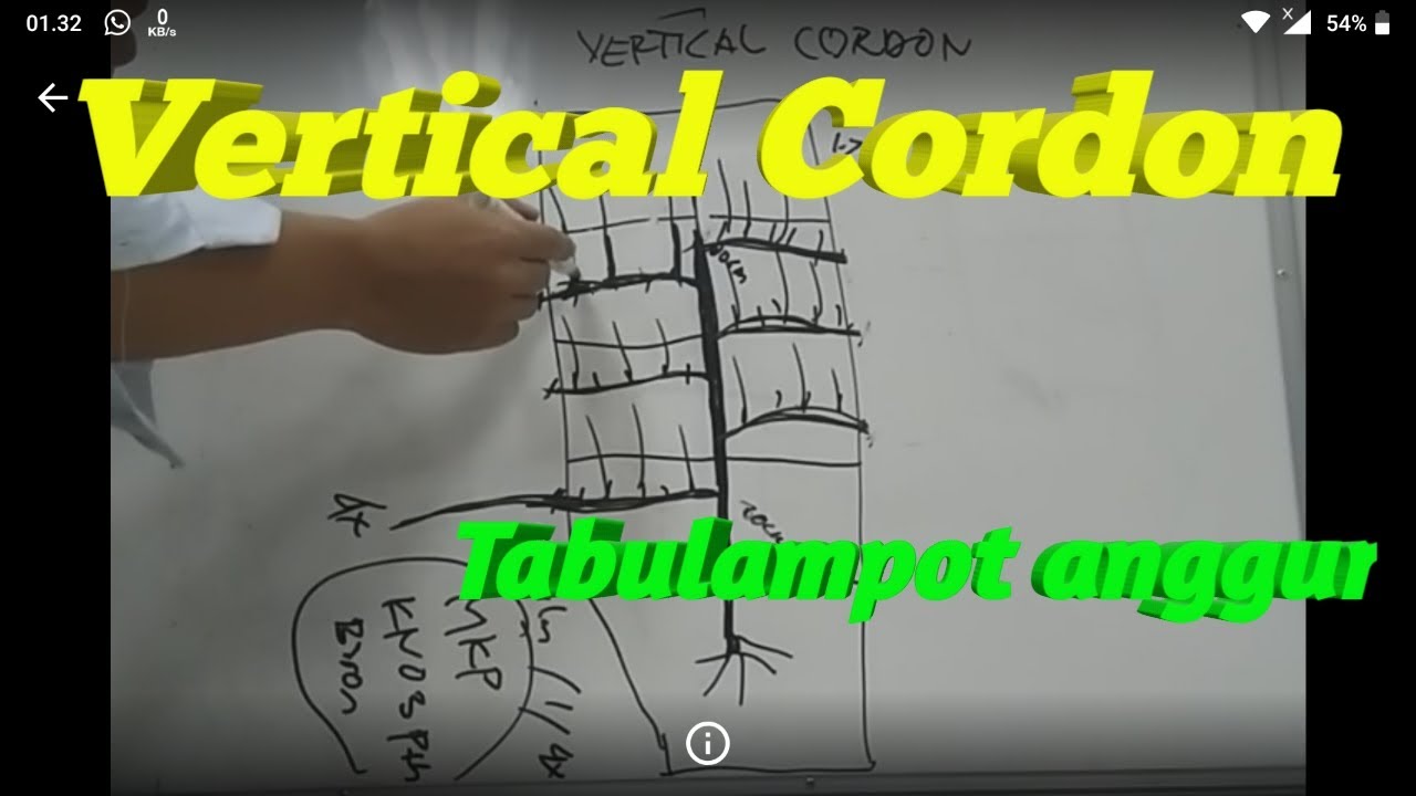 cara membuahkan tabulampot anggur, vertical cordon anggur tabulampot part#1