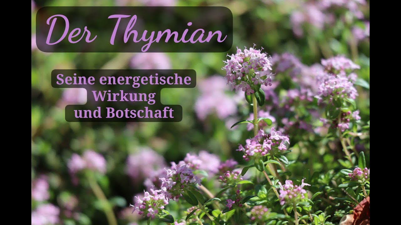 Der Thymian - Seine energetische Wirkung und Botschaft