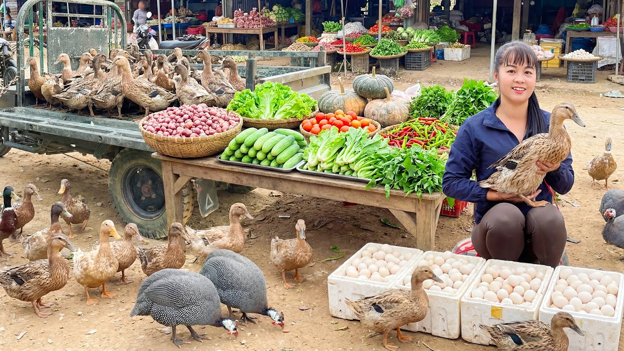 Harvesting Duck Eggs & Ducks, Use Trucks To Transport Go To Market Sell