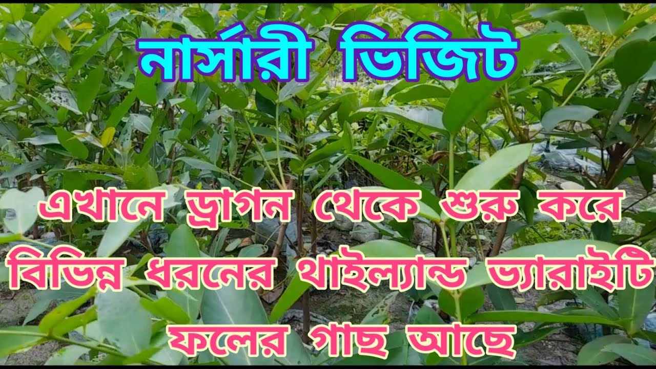 Plant Nursery Visit IN Kriparampur Near Amtala | This Is The Newly Open Nursery In 24 Pargana South|