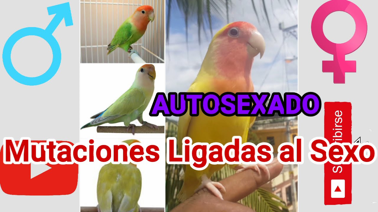 AUTOSEXADO|Mutaciones Ligadas al Genero Agapornis Roseicollis|Sexar Agapornis sin ADN