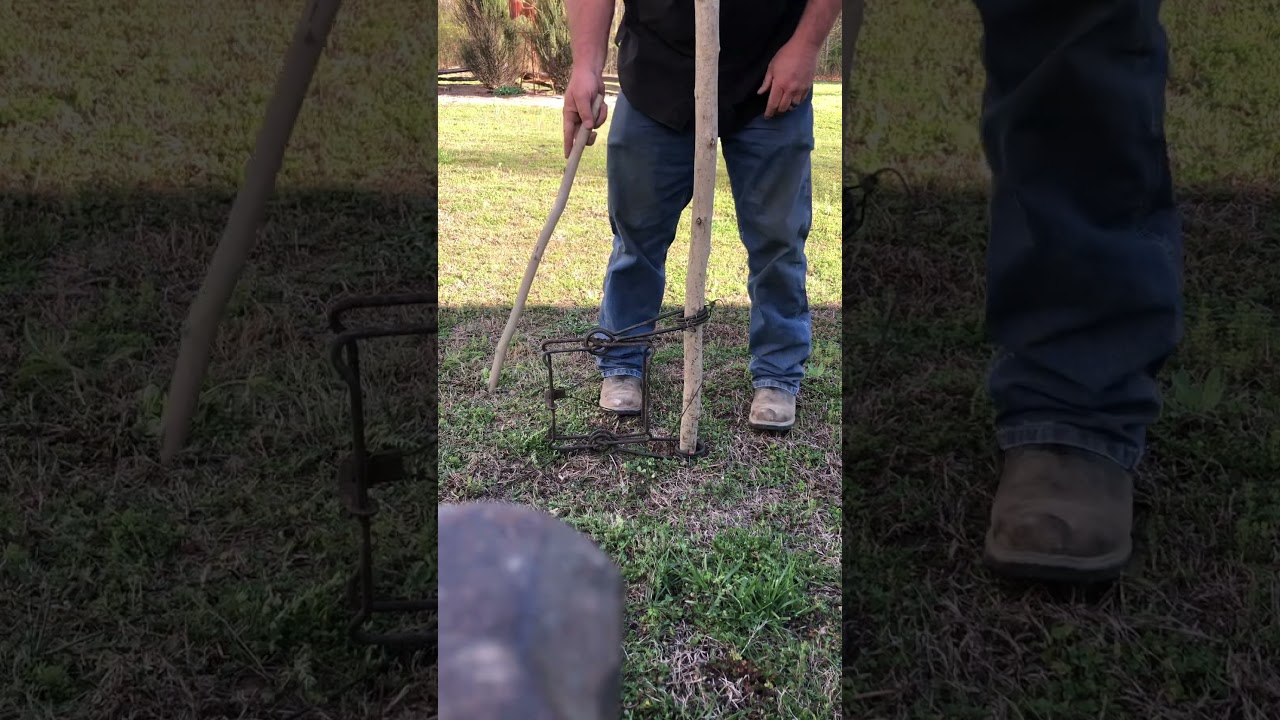How To Set A Conibear Trap. #trap #conibear #howto #set #trapping