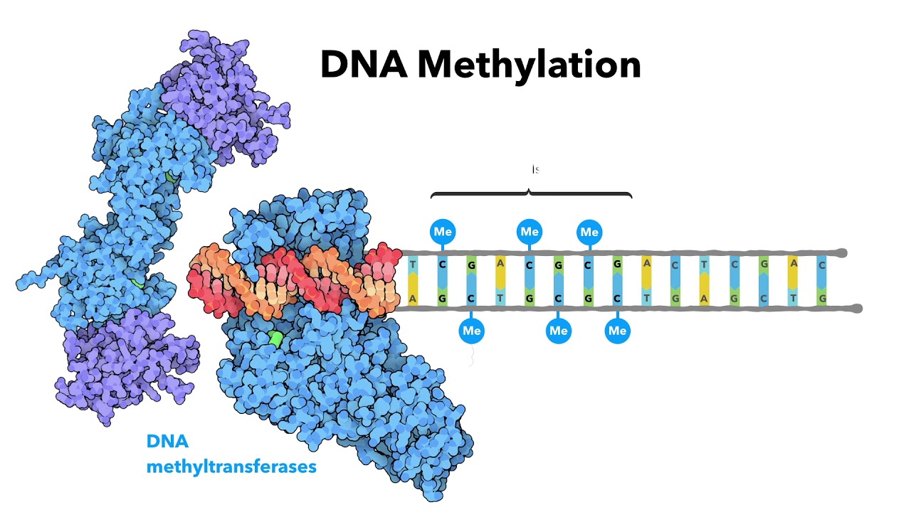 Introduction to epigenetics - Learn.OmicsLogic.com