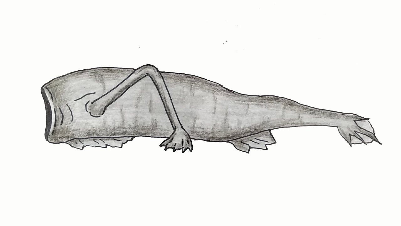 How to draw a Sea Eater sideways