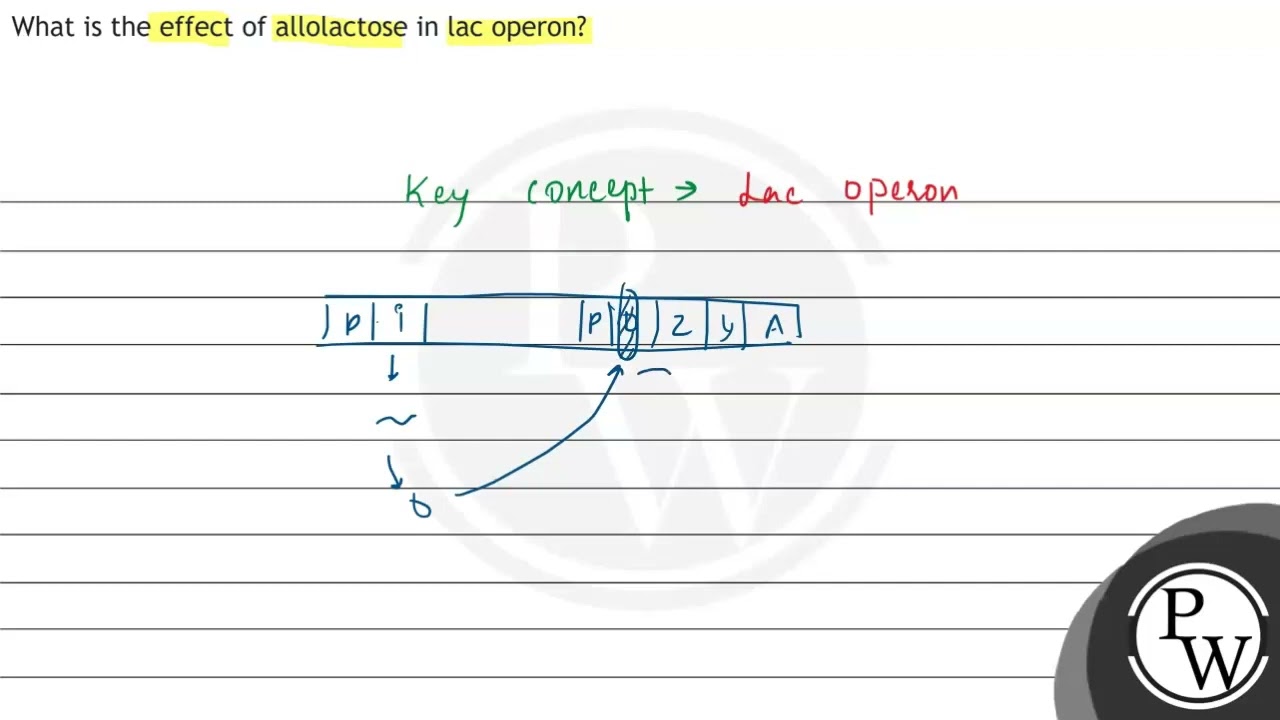 What is the effect of allolactose in lac operon?