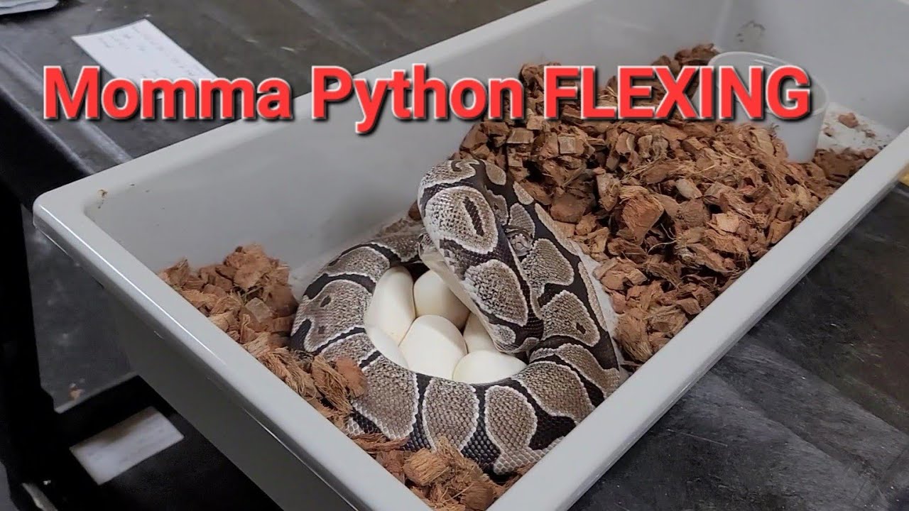 Pulling a Clutch and How To set up an egg box for ball python eggs