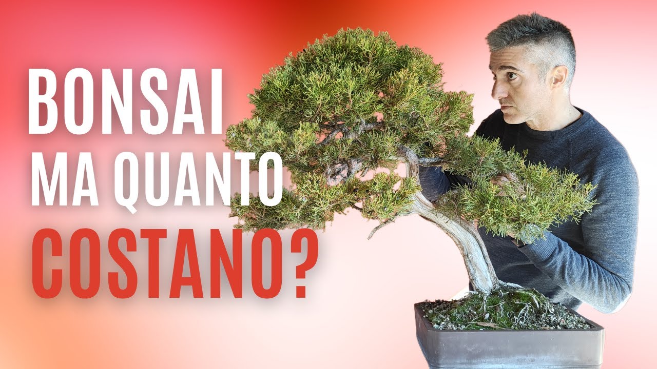 QUANTO COSTA un BONSAI?