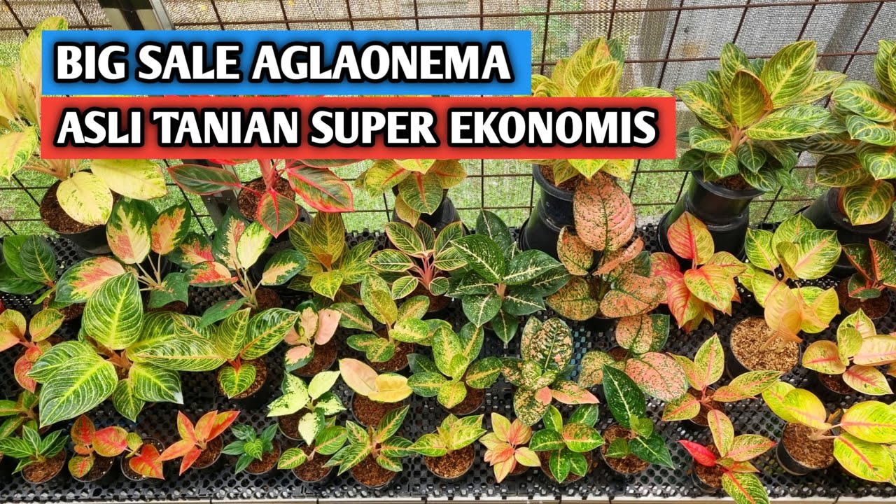 Promo aglaonema asli tanian super ekonomis !!!