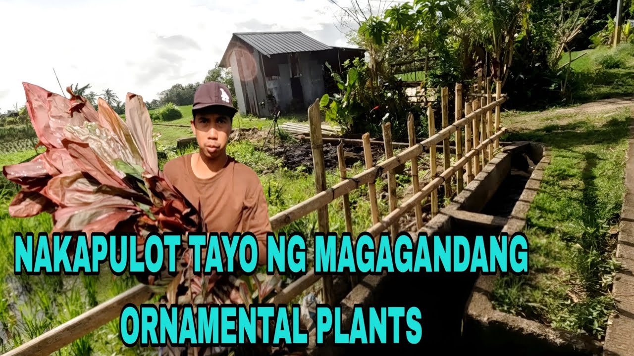 Ang gaganda ng napulot natin na halaman