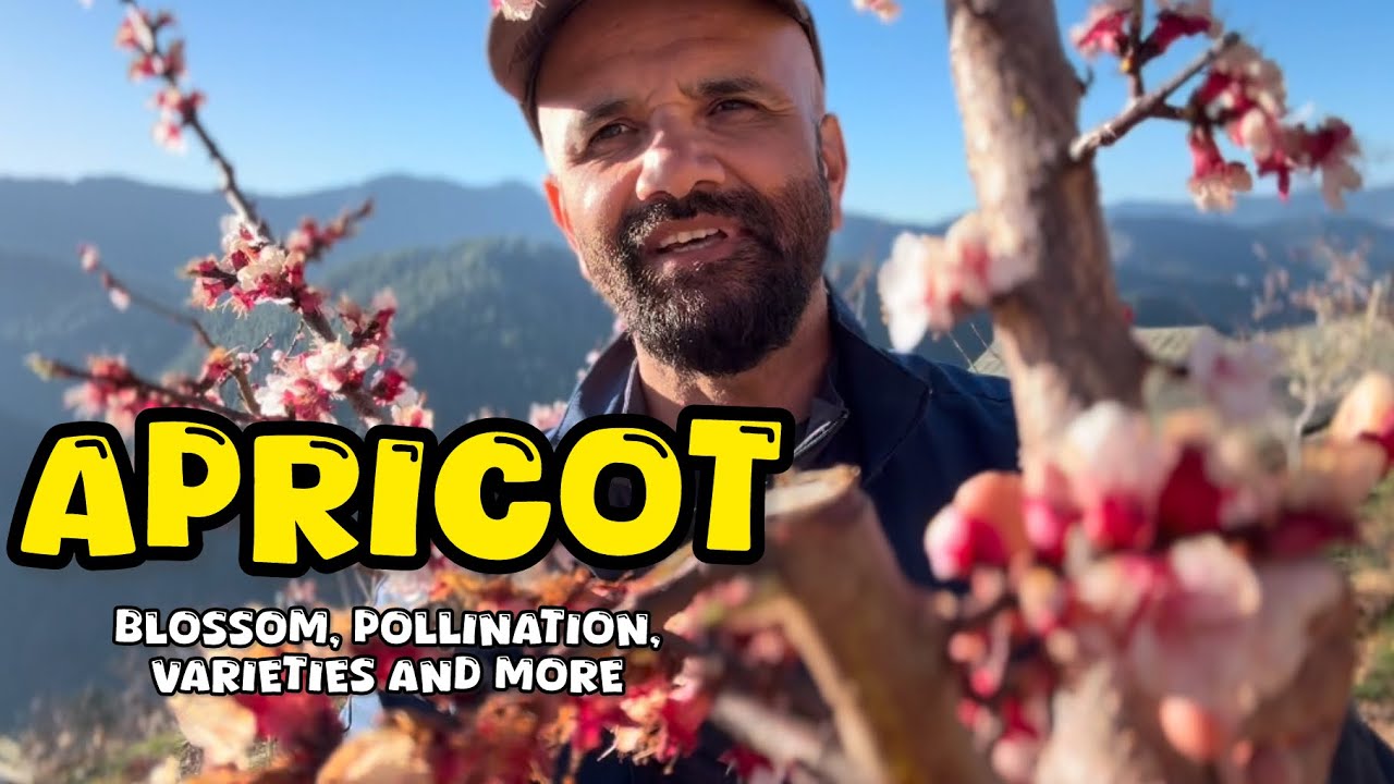 Apricot Blossom. Apricot Pollination, Varieties and More