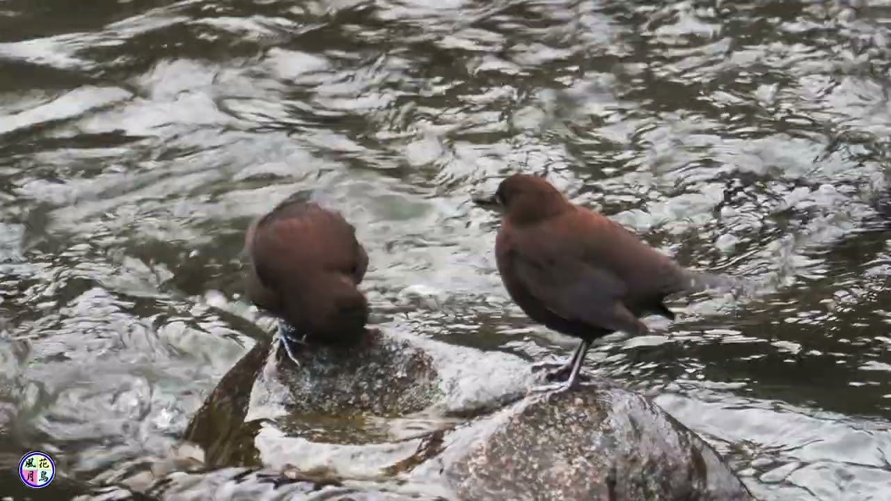 野鳥動画　いつもの川でカワガラス