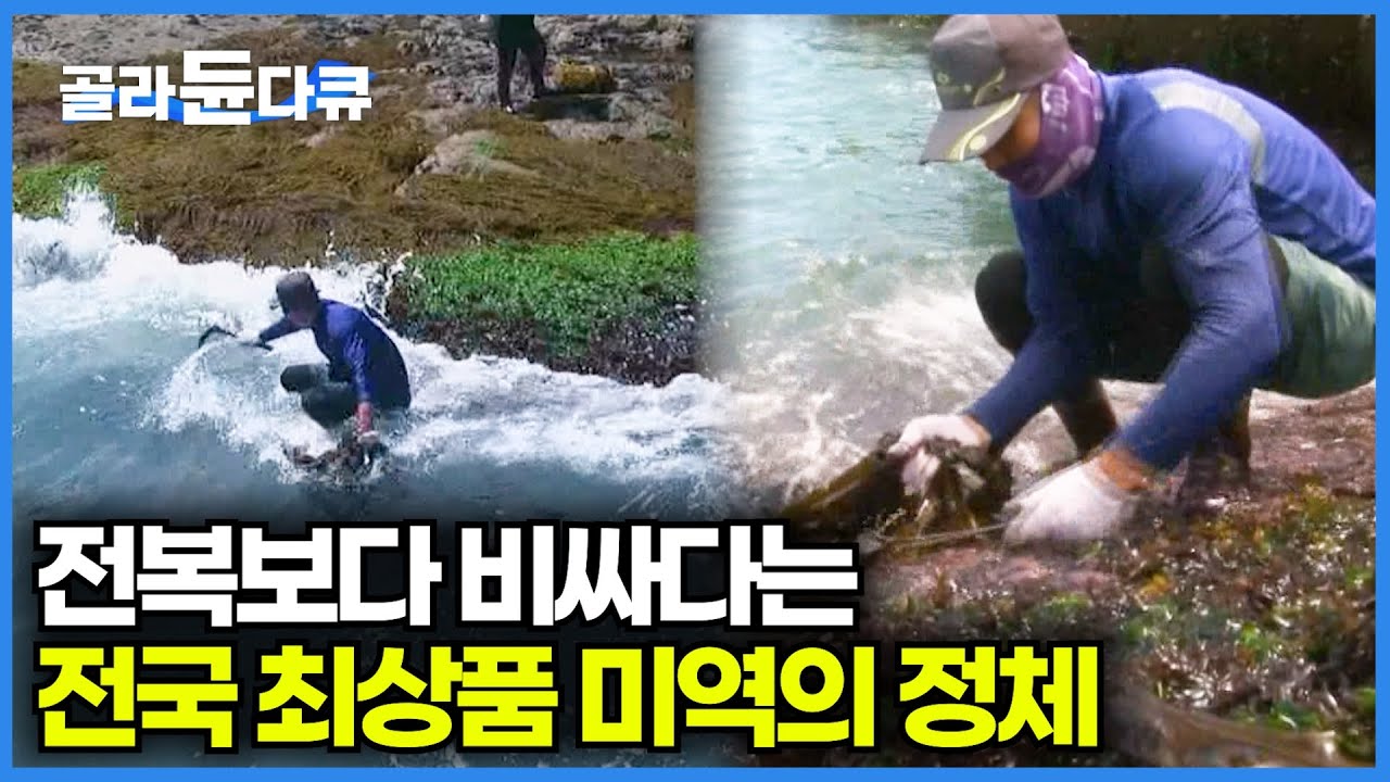 청정지역 독거도에서 채취하는 최상품 자연산 돌미역│거친 파도 속에서 이뤄지는 극한의 작업│여름 바다의 보물│극한직업│#골라듄다큐