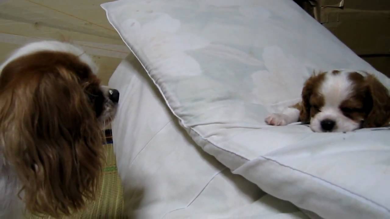 じゃれあうキャバリア親子1　PLAYFUL CAVALIER PARENT AND OFFSPRING　Vol.1